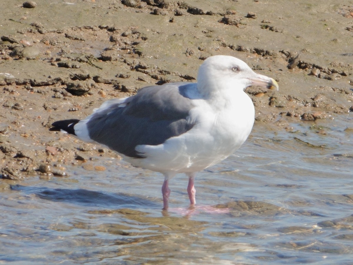 Möwe, unbestimmt - ML643682876
