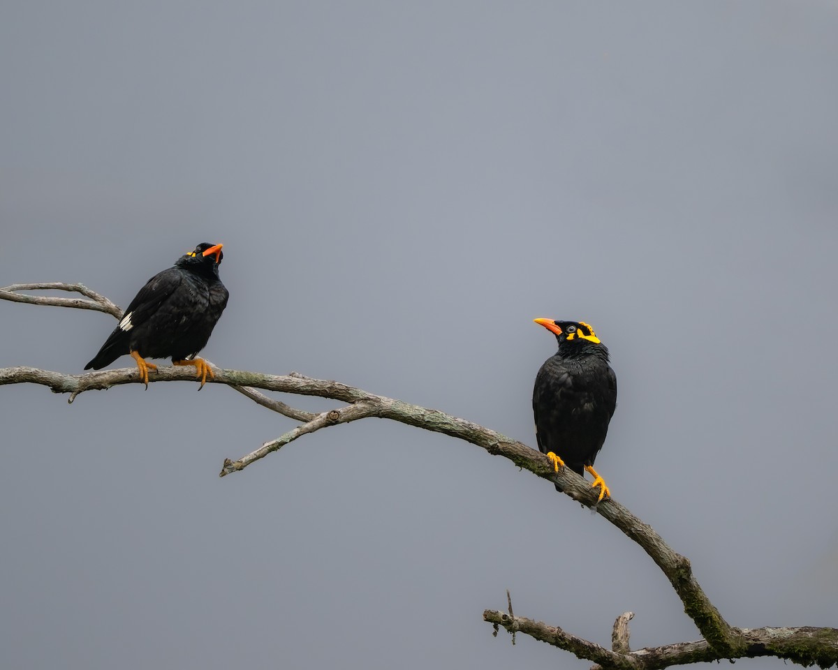 Southern Hill Myna - ML643682878