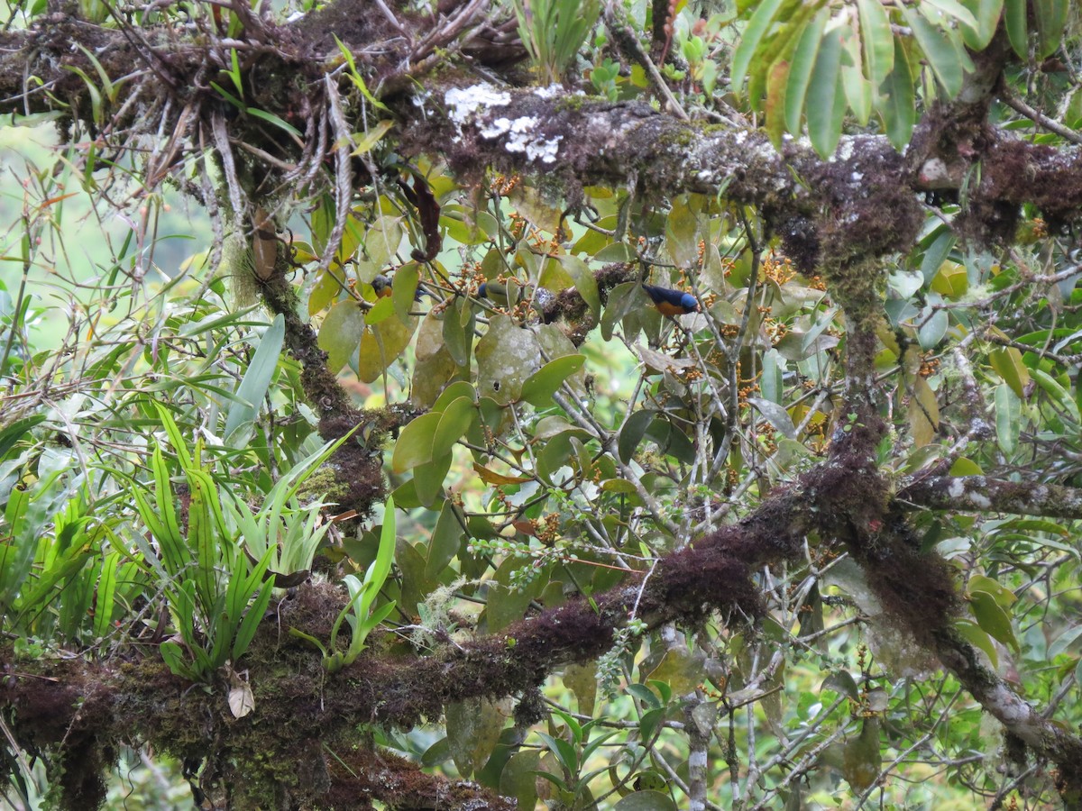 ルリゴシサンショクフウキンチョウ - ML643682879