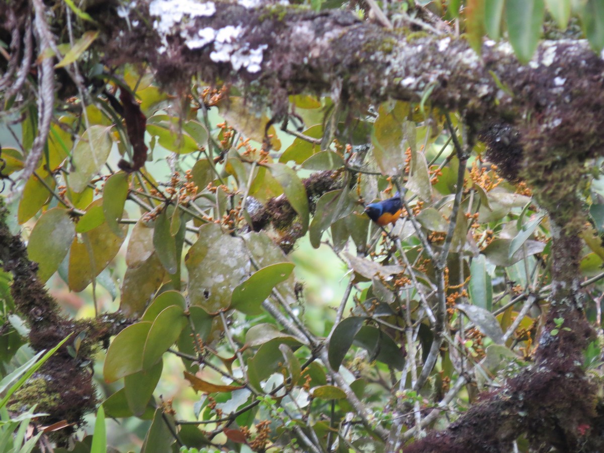 ルリゴシサンショクフウキンチョウ - ML643682880