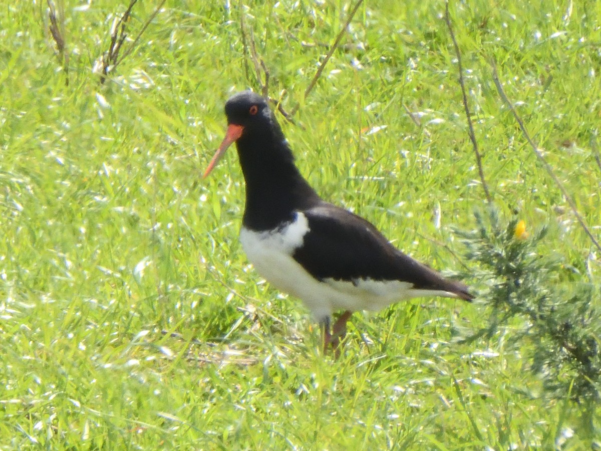 South Island Oystercatcher - ML643682907