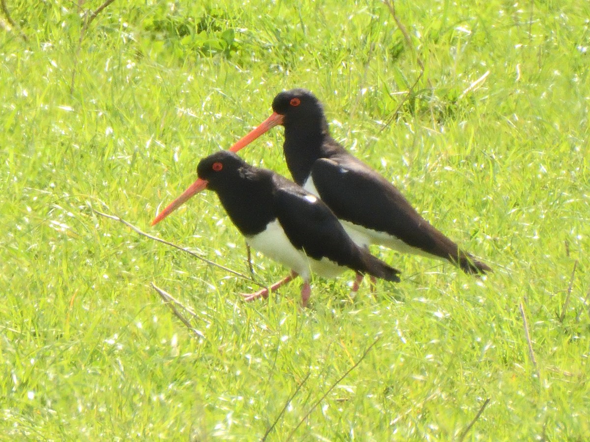South Island Oystercatcher - ML643682908