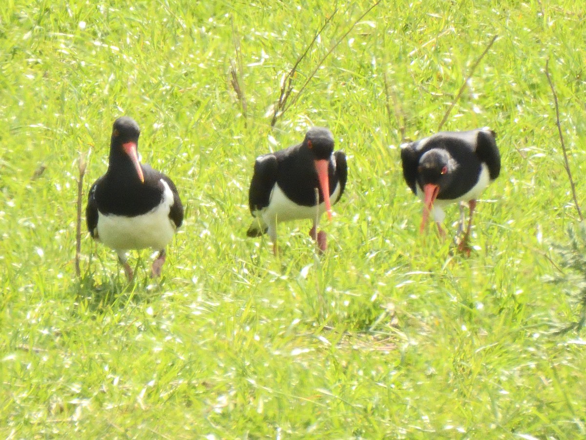 South Island Oystercatcher - ML643682909