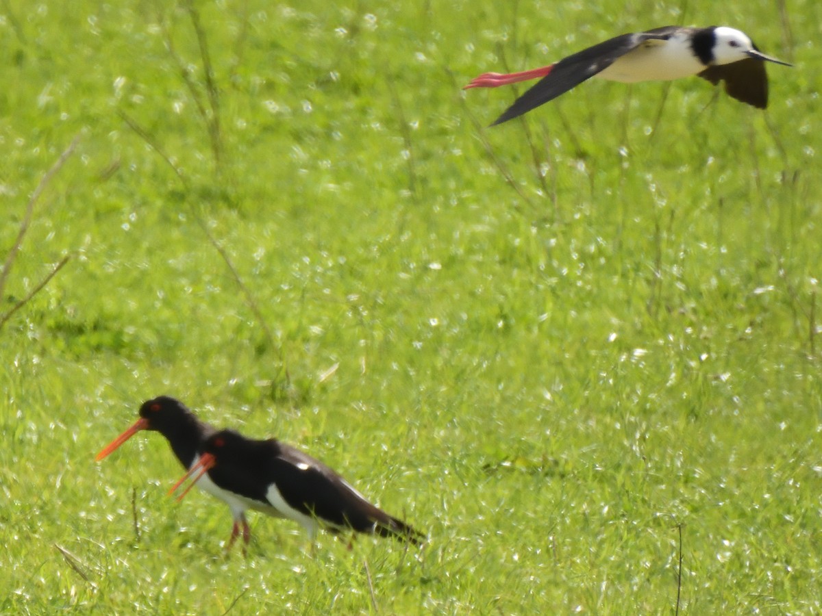 South Island Oystercatcher - ML643682910