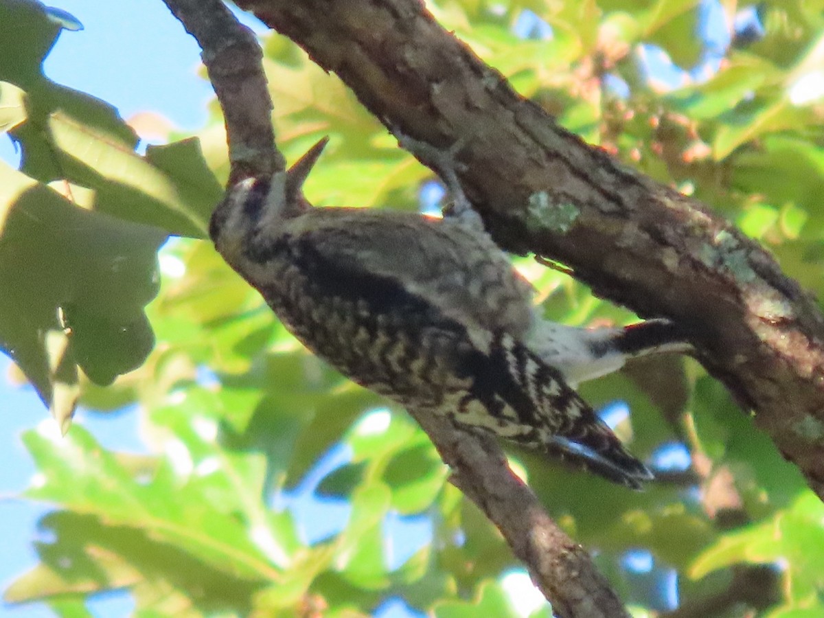 Yellow-bellied Sapsucker - ML643682951