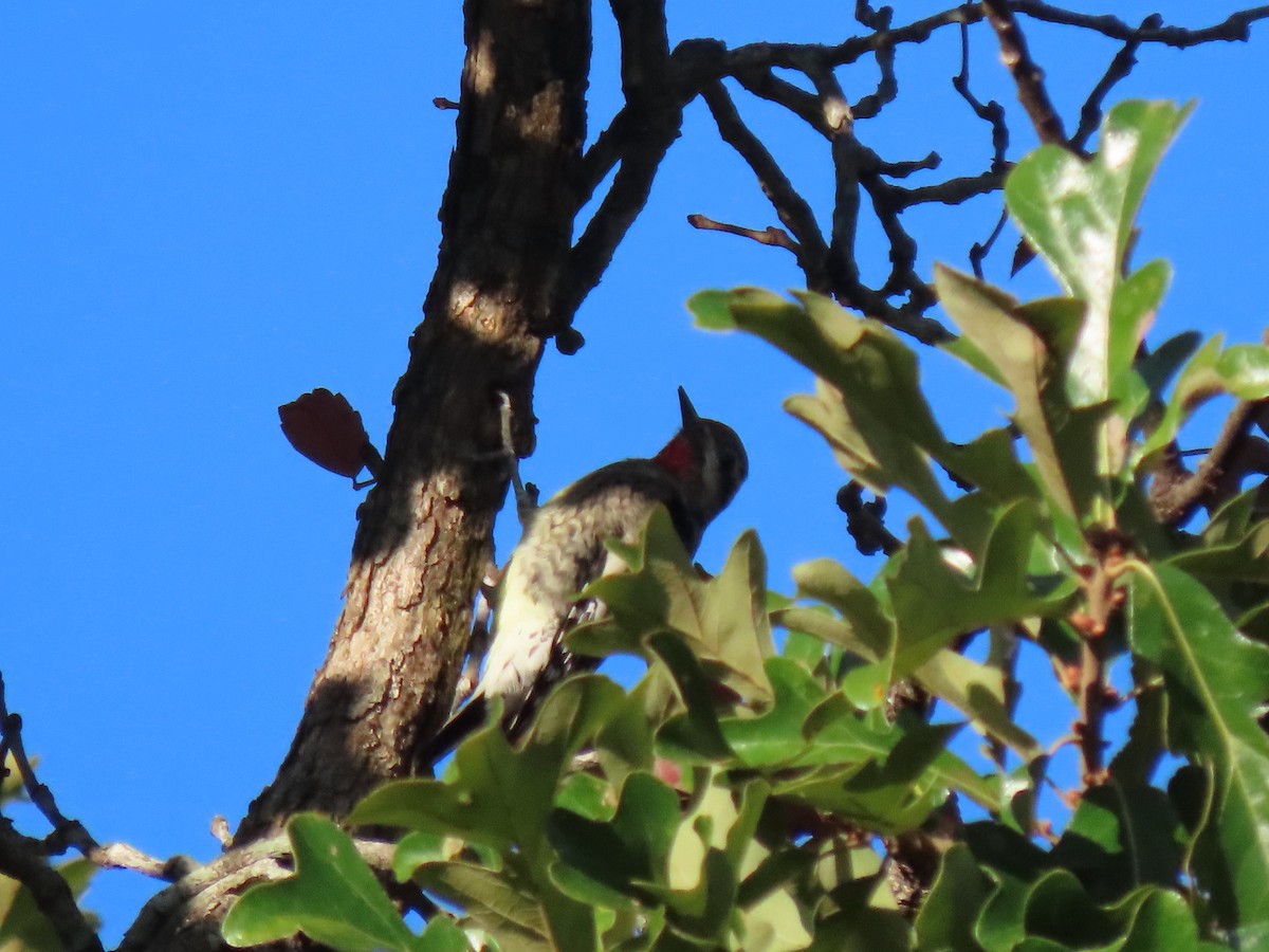 Yellow-bellied Sapsucker - ML643682952