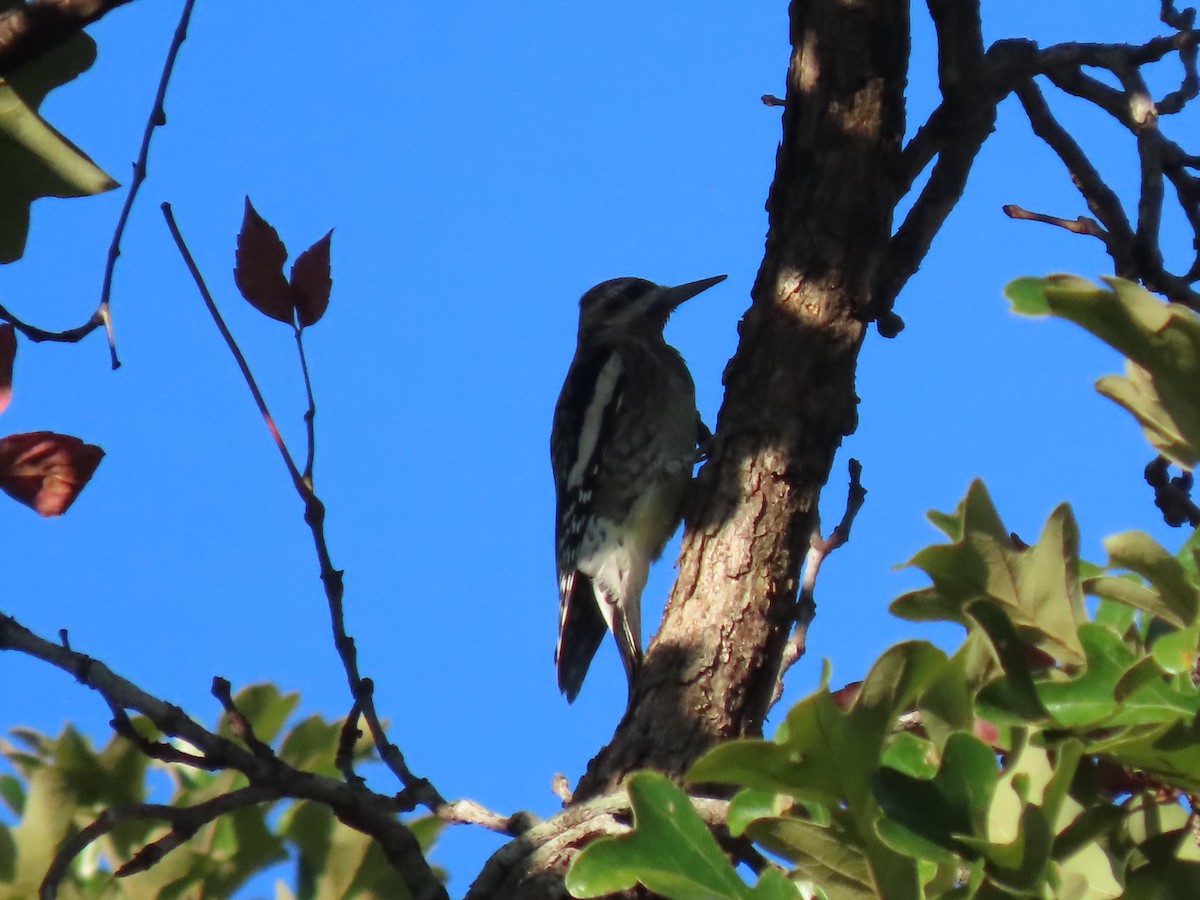 Yellow-bellied Sapsucker - ML643682953