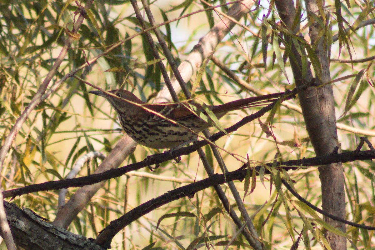 Brown Thrasher - ML643682956