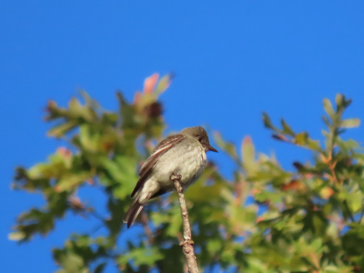 Eastern Wood-Pewee - ML643682963