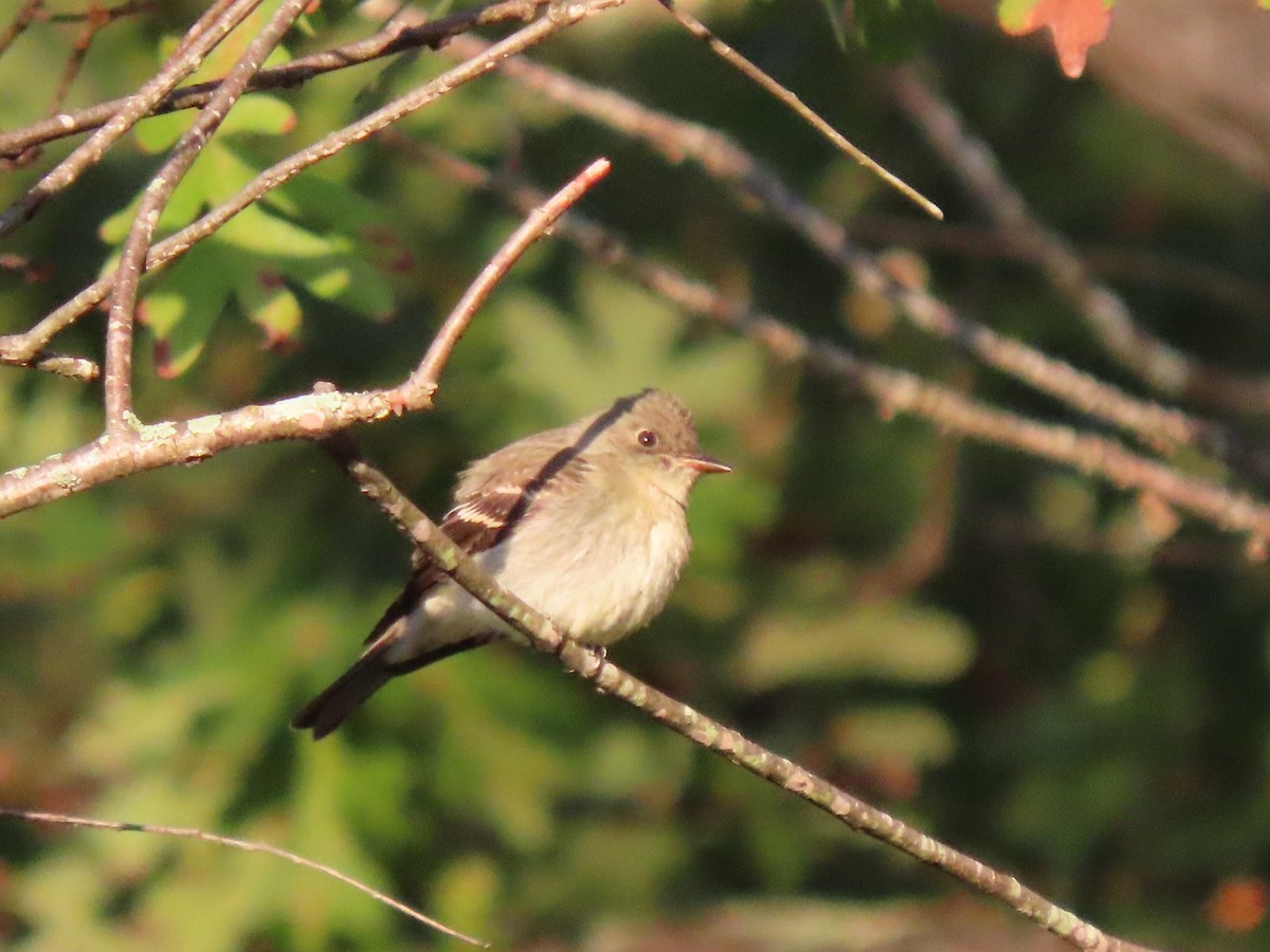 Eastern Wood-Pewee - ML643682964
