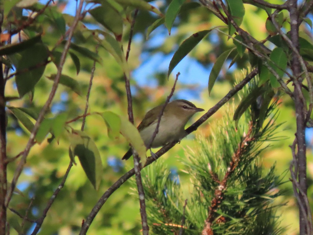 Vireo begigorria - ML643682970