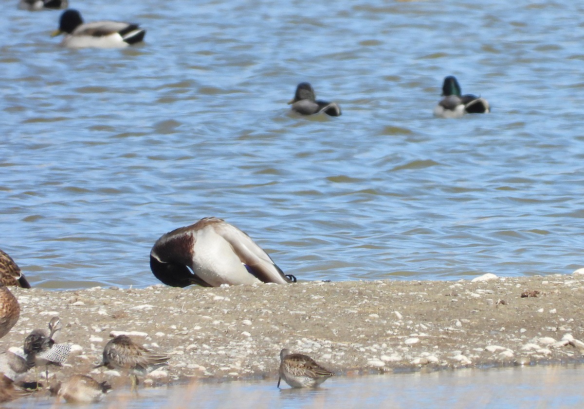 Long-billed Dowitcher - ML643682972
