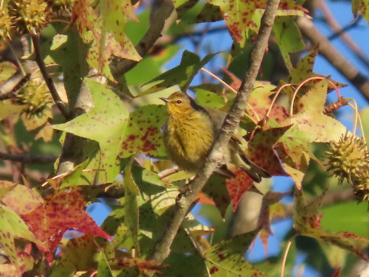 Cape May Warbler - ML643682975