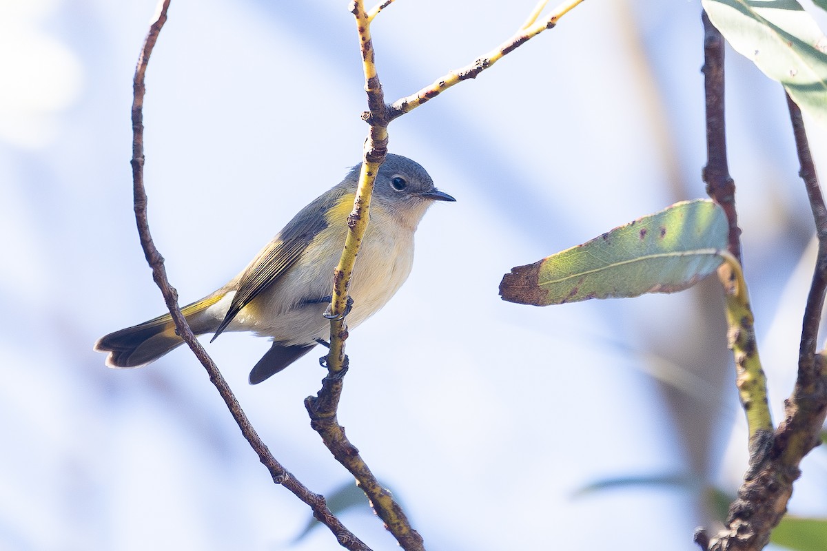 American Redstart - ML643682987