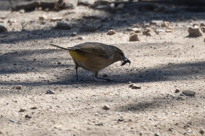 Palm Warbler - ML643682994
