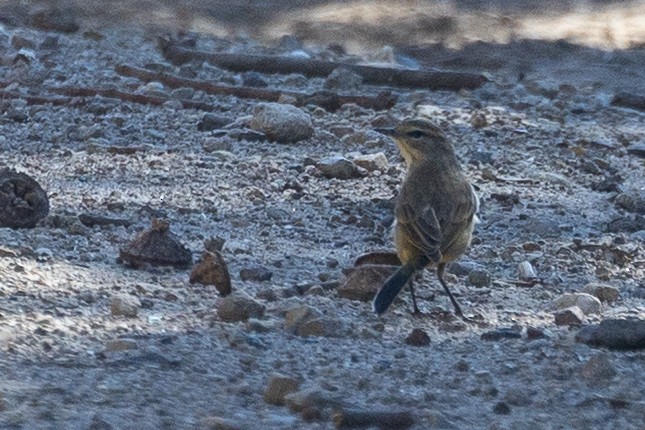 Palm Warbler - ML643682995