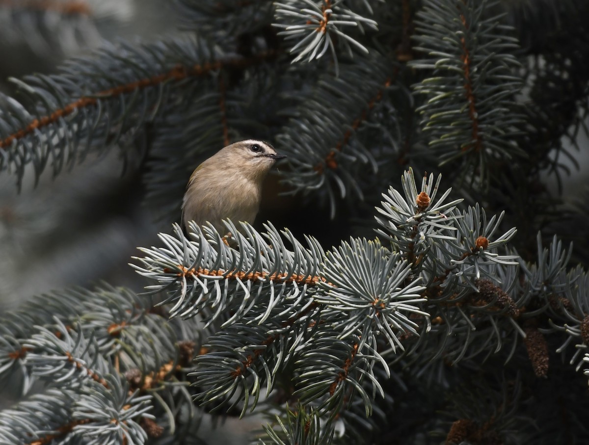 Golden-crowned Kinglet - ML643682997