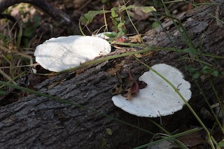 Mohawk Park--Mary K. Oxley Nature Center, Tulsa, Oklahoma, United