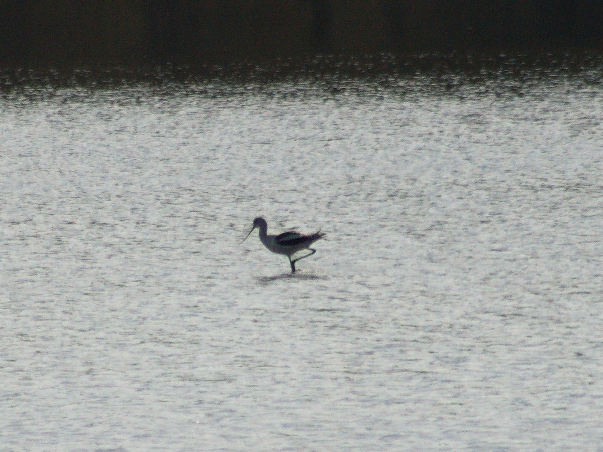 American Avocet - ML643683006