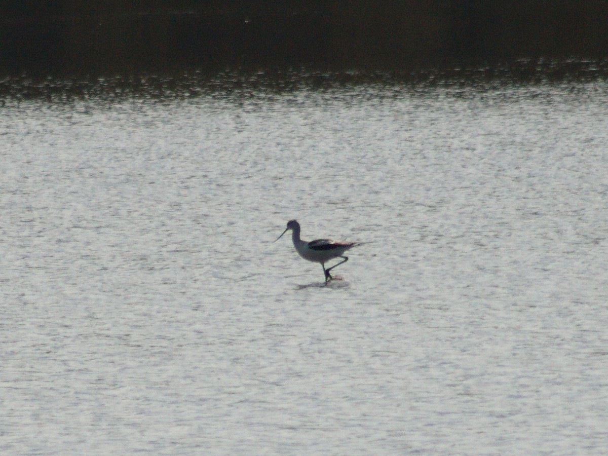 American Avocet - ML643683007