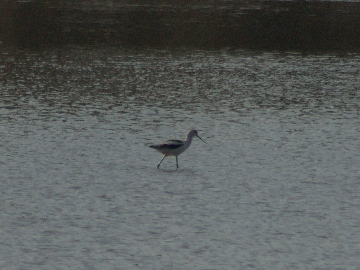 American Avocet - ML643683009