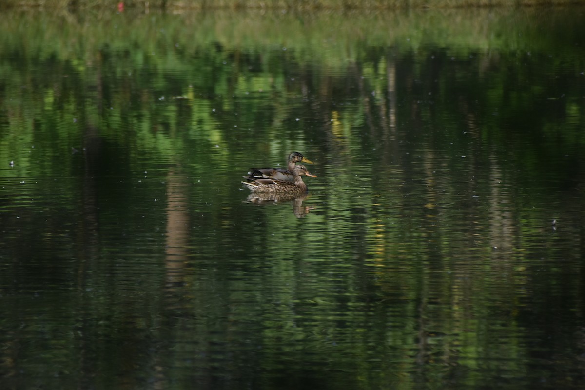 Mallard - ML643683025