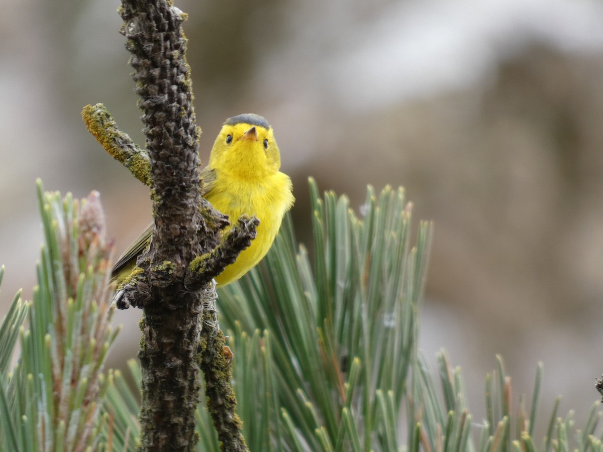 Wilson's Warbler - ML643683034