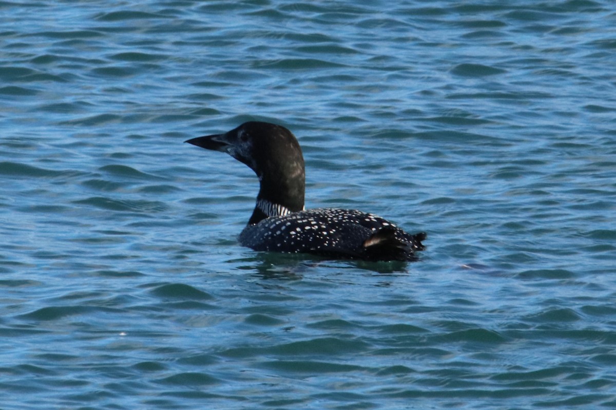 Common Loon - ML643683064
