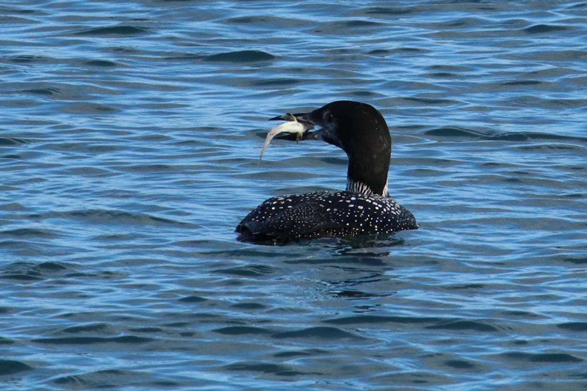 Common Loon - ML643683065