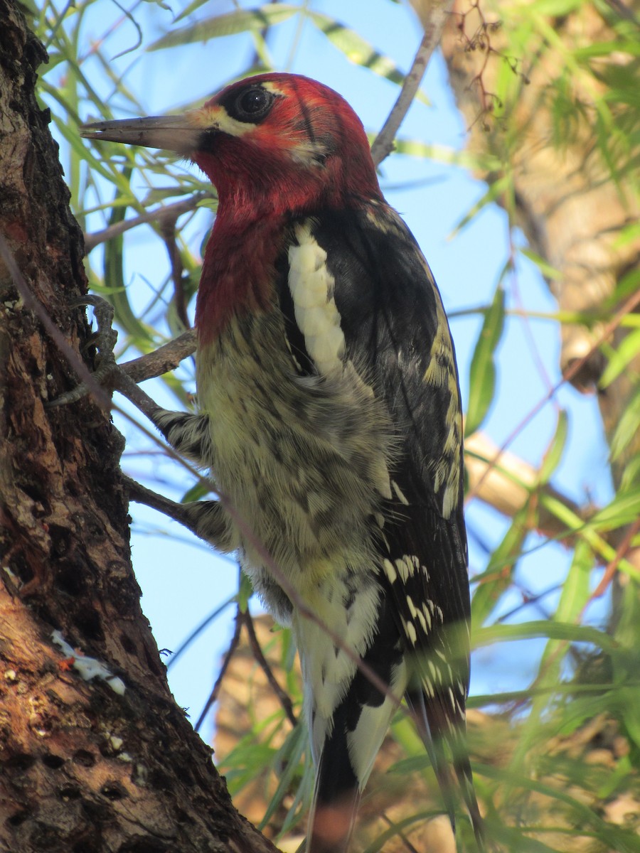 Red-breasted Sapsucker - ML643683072