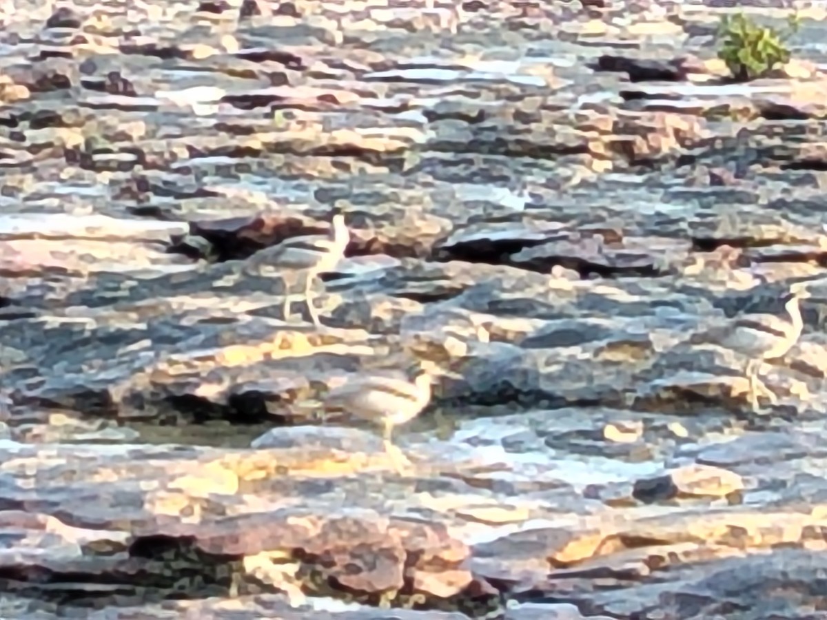 Beach Thick-knee - ML643683075
