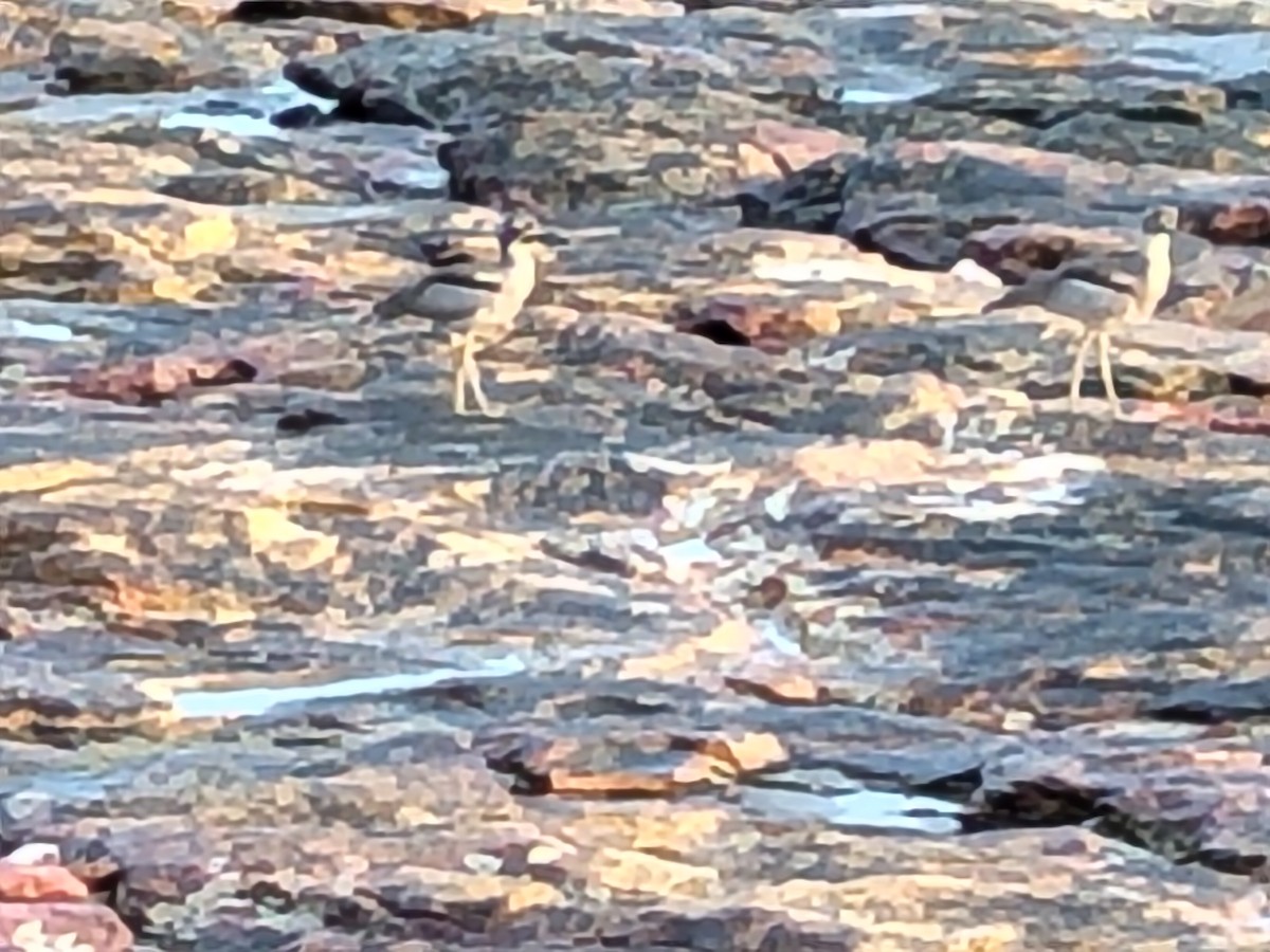 Beach Thick-knee - ML643683076