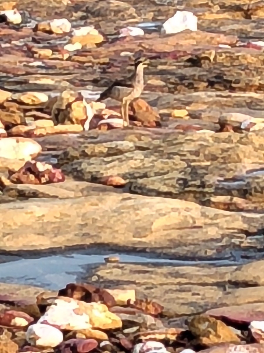 Beach Thick-knee - ML643683077