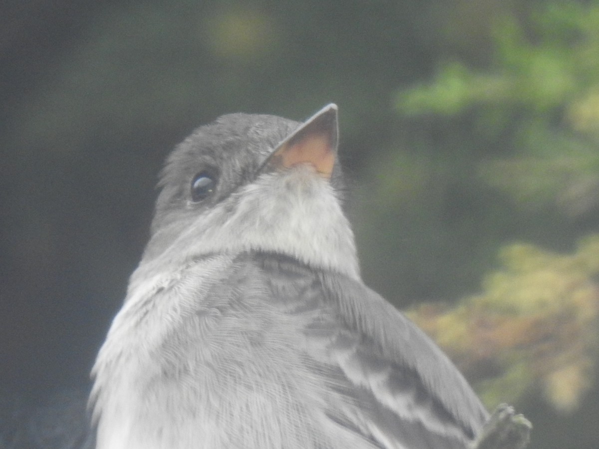 Western/Eastern Wood-Pewee - ML643683081
