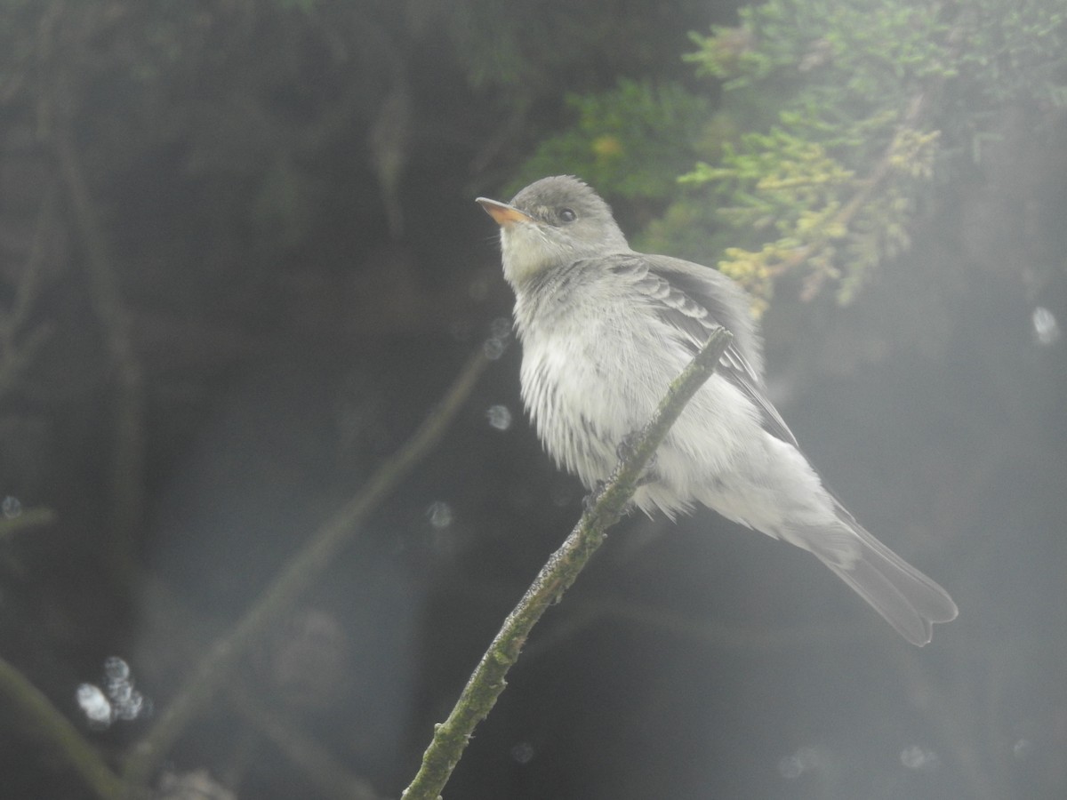 Western/Eastern Wood-Pewee - ML643683085