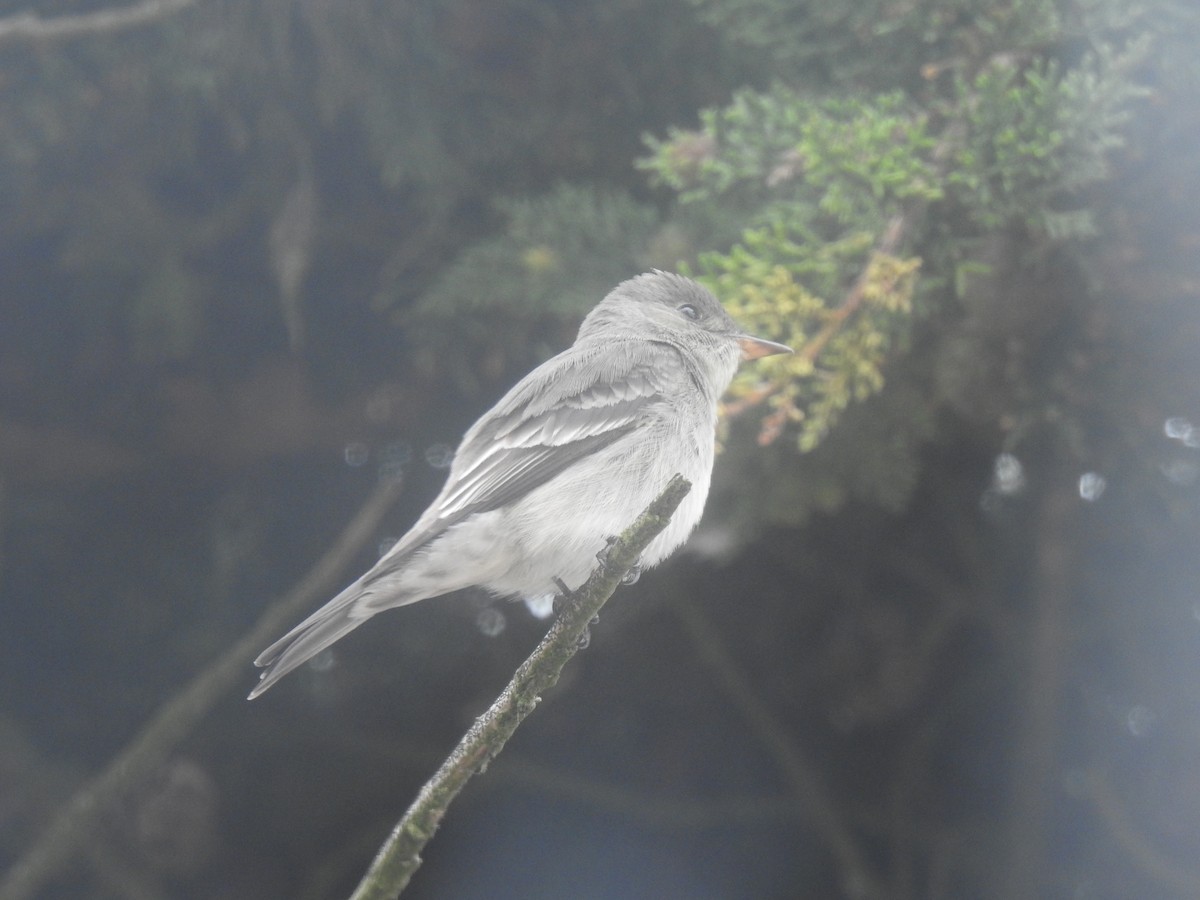 Western/Eastern Wood-Pewee - ML643683086