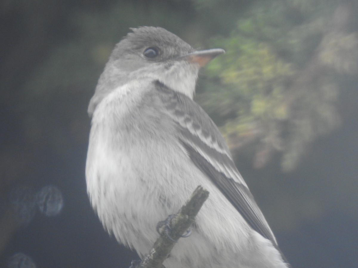 Western/Eastern Wood-Pewee - ML643683087