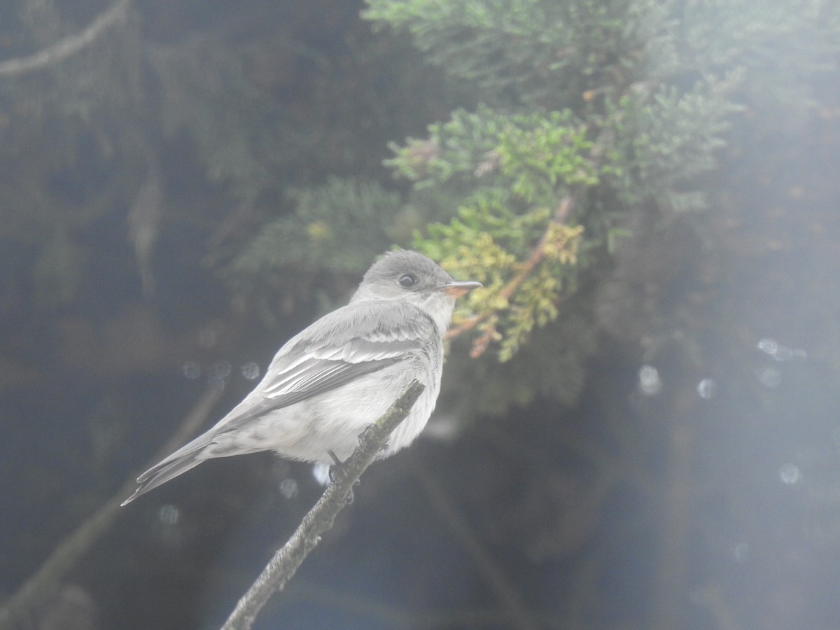 Western/Eastern Wood-Pewee - ML643683088