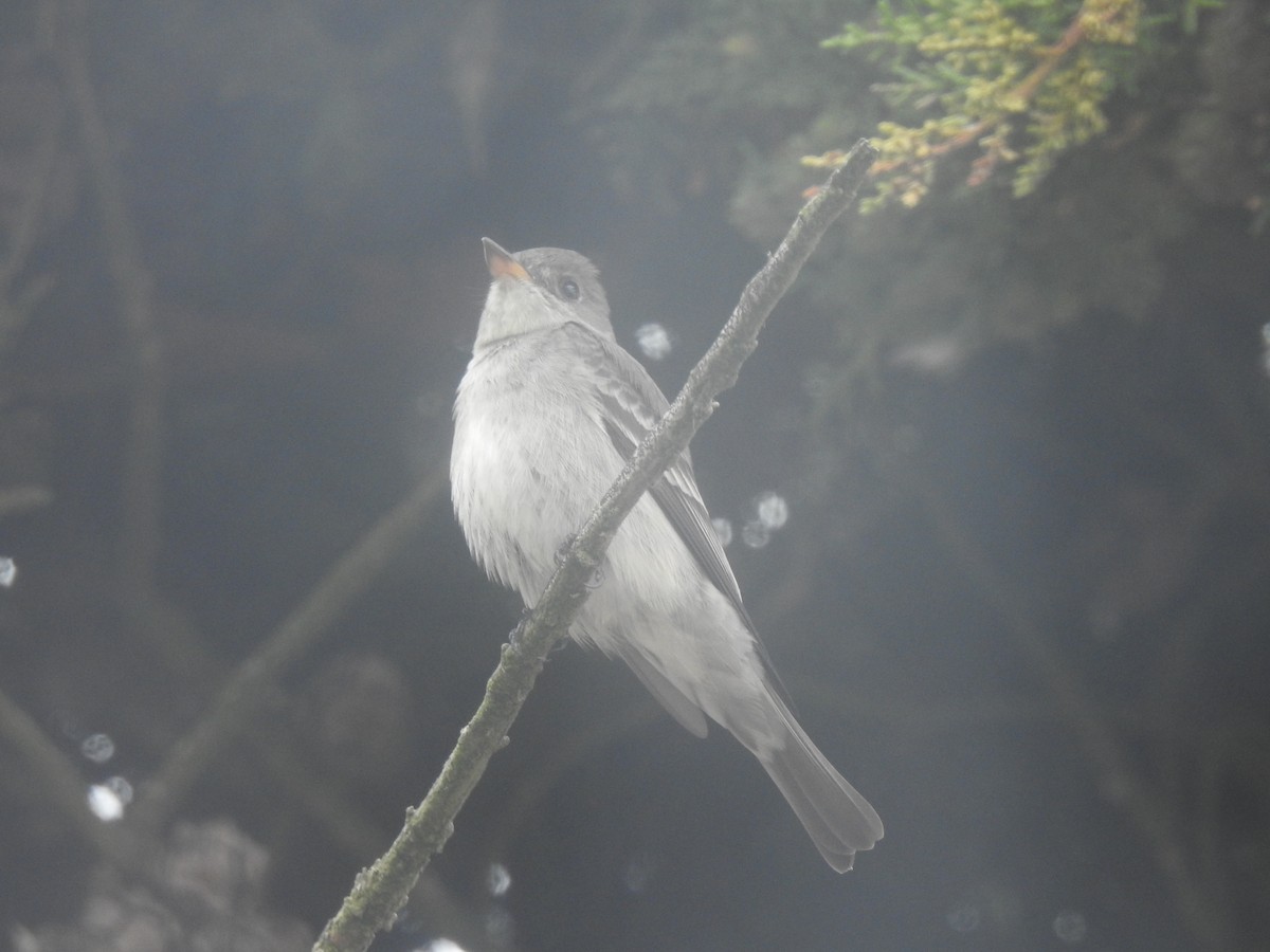 Western/Eastern Wood-Pewee - ML643683089