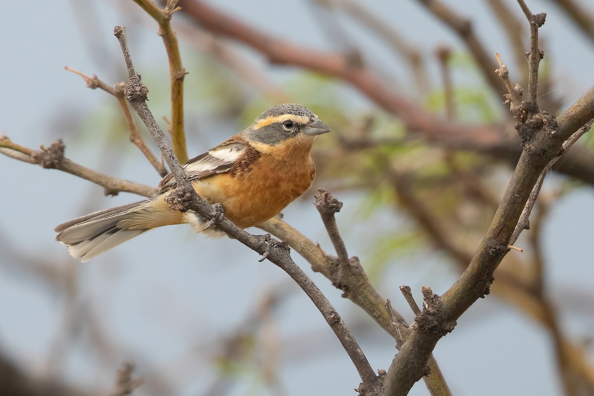 Cinnamon Warbling Finch - ML643683091