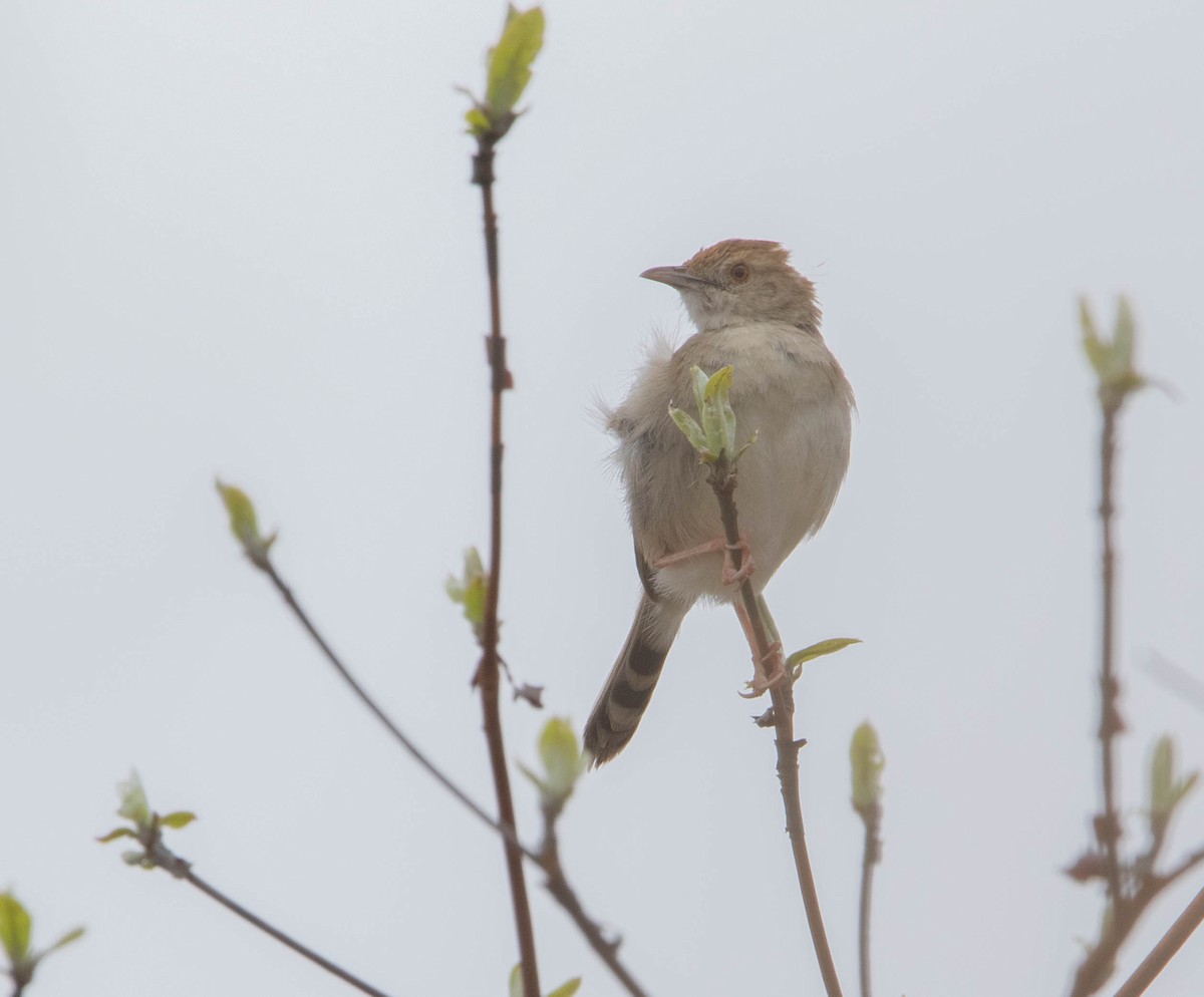 Rattling Cisticola - ML643683092