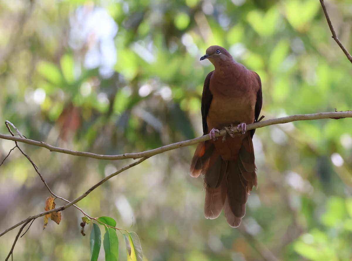 Brown Cuckoo-Dove - ML643683097