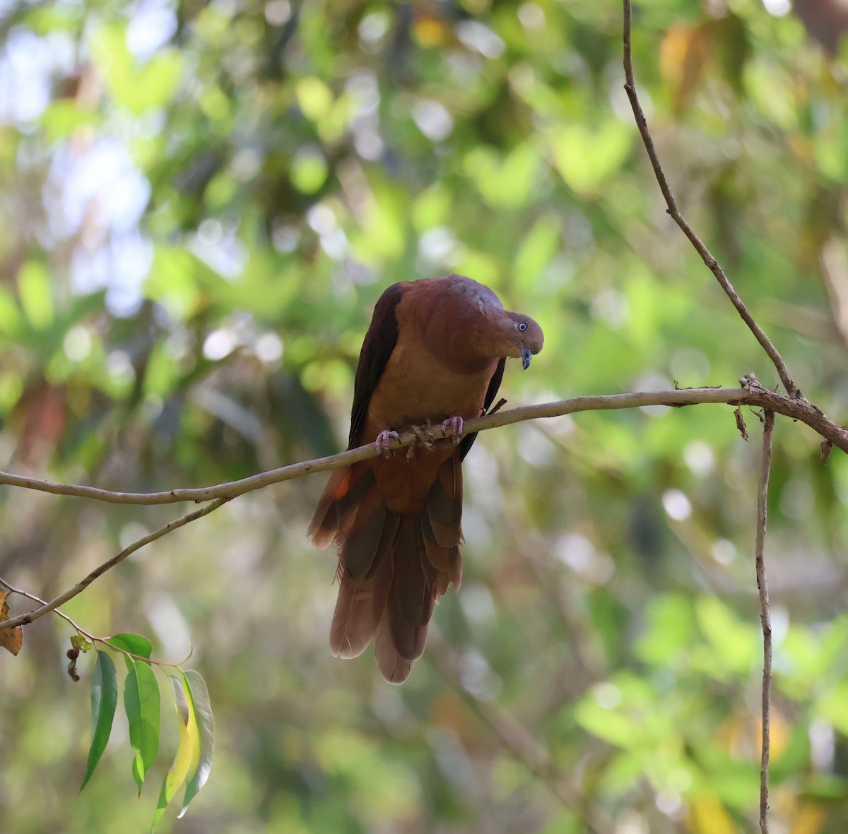 Brown Cuckoo-Dove - ML643683098
