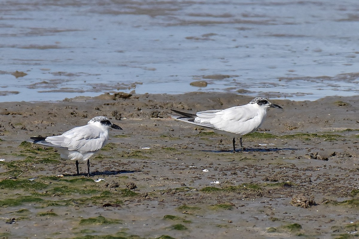 Australian Tern - ML643683104