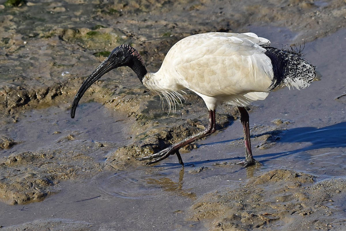 Australian Ibis - ML643683112