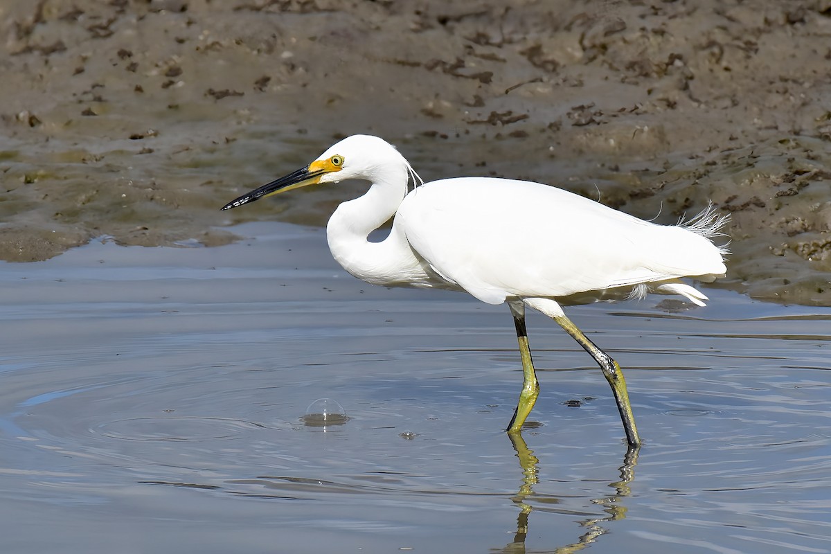 Little Egret (Australasian) - ML643683114