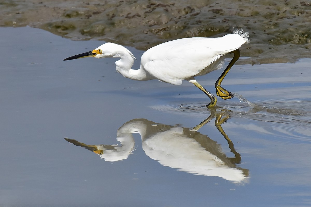 Little Egret (Australasian) - ML643683115