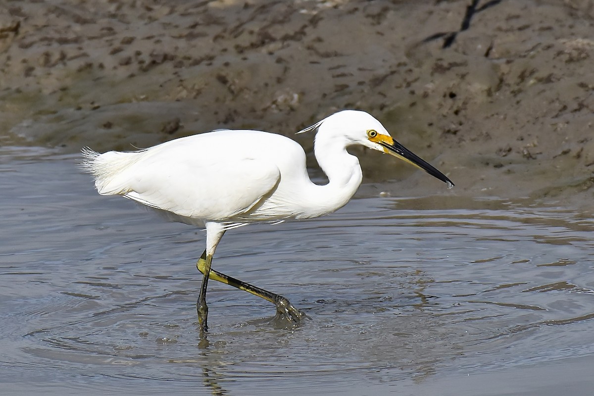 Little Egret (Australasian) - ML643683116