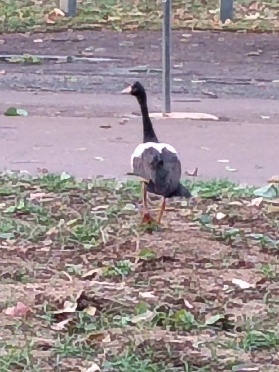 Magpie Goose - ML643683118