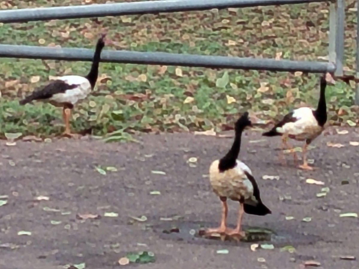 Magpie Goose - ML643683119